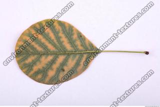 Leaves 0022
